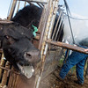 Our Furry Friends : 